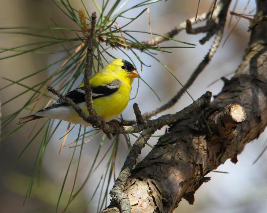 Gold Finch in Pine | Shutterbug